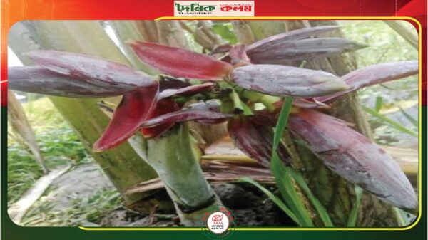 ছবি লোড হচ্ছে............
