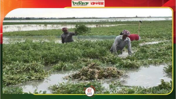ছবি লোড হচ্ছে.......